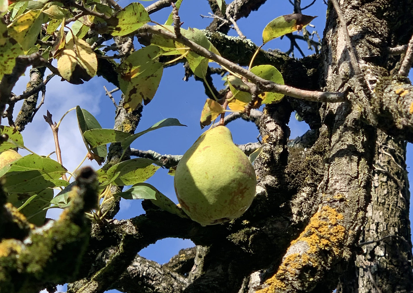 Ai proprietari di piante di pero della Valle di Blenio!